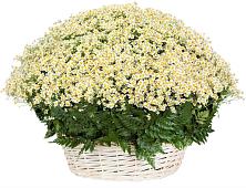 Цветочная композиция из Ромашки в корзине #REPLACE_PRED# Рыбаки